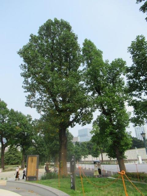 写真⑧-1 赤坂迎賓館前 ユリノキ広場.jpg