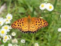写真⑧-3 ツマグロヒョウモン③・成虫.jpg