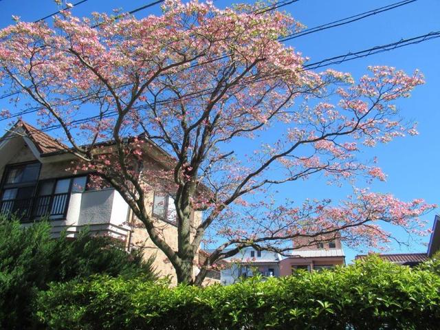 写真⑨-3 花ミズキ.jpg