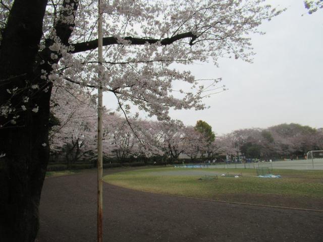 写真⑩ 小平中央公園(2).jpg