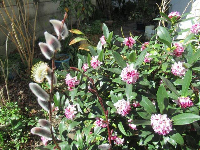 08 沈丁花.jpg