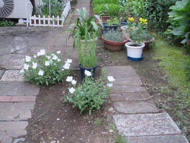 2‐1 廣岡さん庭の月見草.jpg