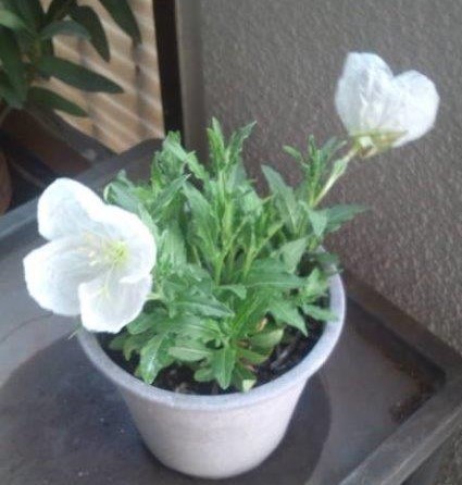 3‐1 戸田さんの月見草.jpg