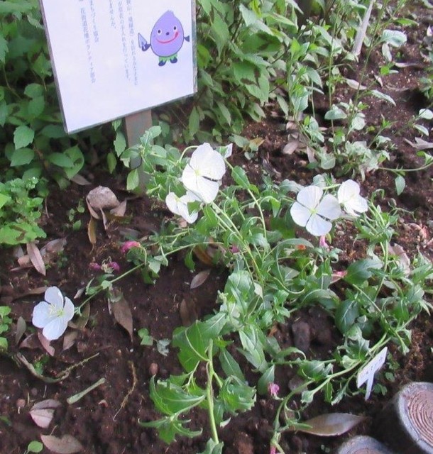 3−3 花街道花壇・月見草 (1).jpg
