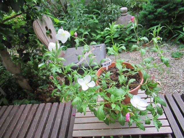 4‐1 月見草・池田家の縁側.jpg