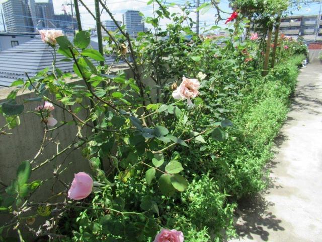 5‐1 所沢・DCバラと月見草.jpg